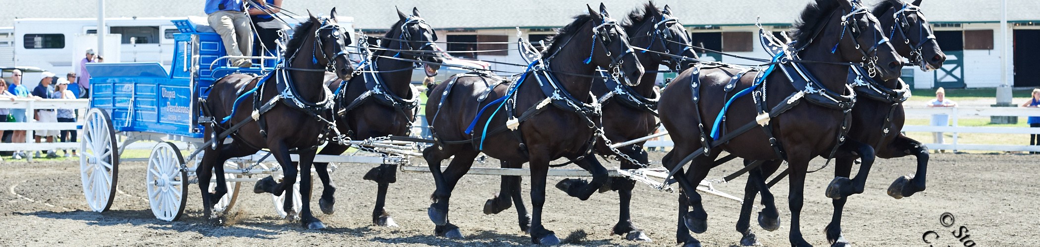 Utopia Percherons