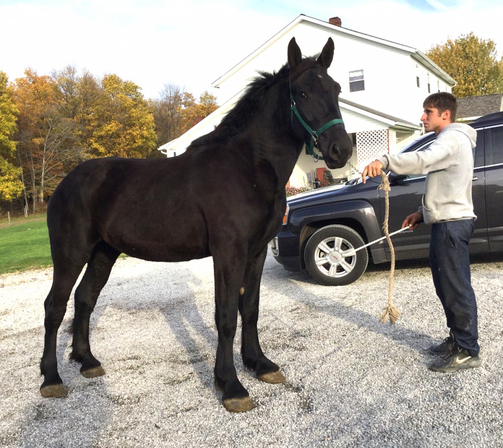 For Sale Utopia Percherons