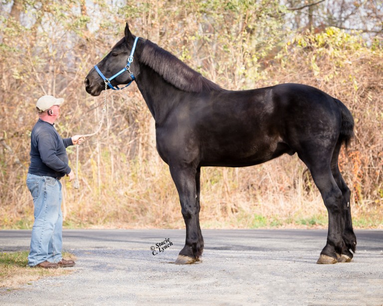 For Sale Utopia Percherons